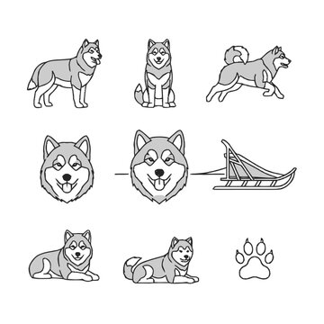 Vector Illustration Set of Siberian Husky Dog Icons Including Standing, Sitting, Running Poses, Head Portraits, Traditional Wooden Dog Sled, and Paw Print Graphic on White