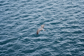Fototapeta premium Seagull against the background of the sea with ripples on the water.