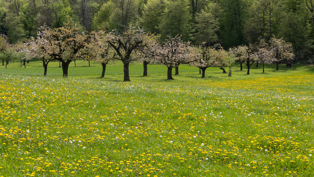 plantation de cerisier, verger, production de cerises en suisse, arbres en fleurs au printemps, arbres fruitiers