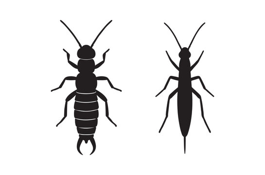 Two earwig silhouettes displayed in a simple black and white illustration