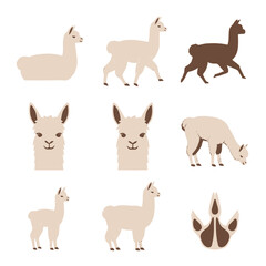 Fototapeta premium Collection of llama and alpaca illustrations including running, walking, grazing, sitting, and standing poses, baby cria, facial portraits, and a paw print track on white background.