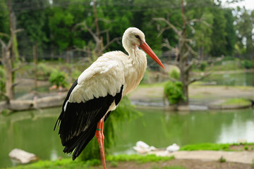 Obraz premium Calm white stork stands on one leg nearpond. Elegant heron near water. Concept of bird in its natural habitat. Ciconia