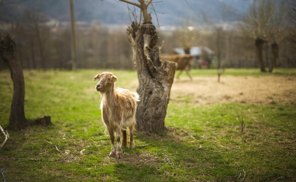 A curious goat surveys its peaceful surroundings in a vibrant green meadow. Nearby, trees offer shade while the sun casts a warm glow on the landscape, creating a calming atmosphere