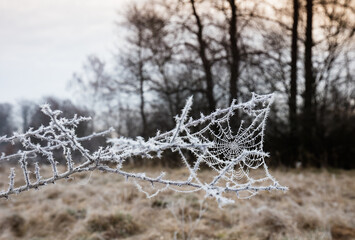 Biała pajęczyna na mroźnej gałęzi o wschodzie słońca  © kubikactive