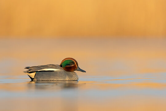 Male Common Teal (Anas crecca) swimming on a calm lake during golden hour. Small duck in beautiful sunset light.