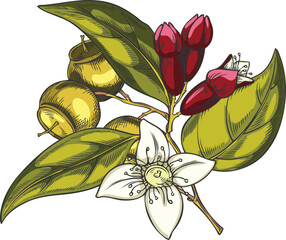 Naklejka premium Sandalwood tree branch with leaves, flowers and seeds sketch, vector hand drawn organic cosmetics and perfume ingredient