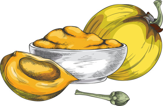 Lucuma fruit cut and whole, bowl of powder sketch, vector hand drawn ripe orange tropical eggfruit product, superfood