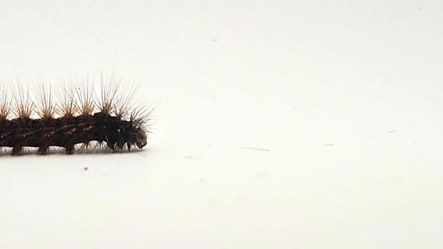 Hairy caterpillar isolated on white background crawling in macro close up, detailed insect with spines and texture, wildlife study scene showing movement, biology, entomology natural organism behavior