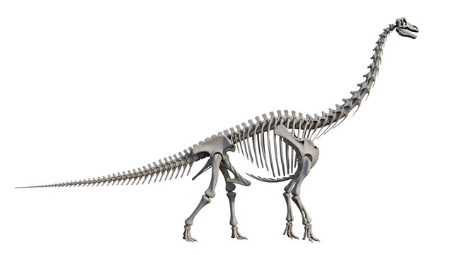 Dinosaur skeleton standing on black background bones