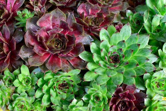 Common houseleek in close up	