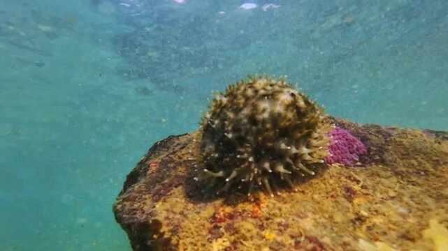Closeup underwater view of a cowrie shell with its soft mantle covering the shell surface. The mantle gently moves with the water current on a coral reef creating a unique natural texture.