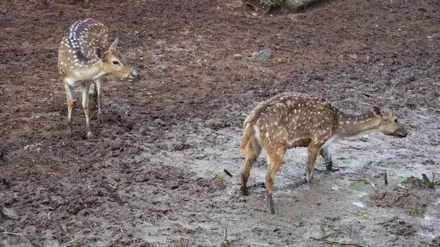 A Spotted Deer drinking from a muddy puddle. The deer's brown coat with white spots stands out against the textured mud and water.