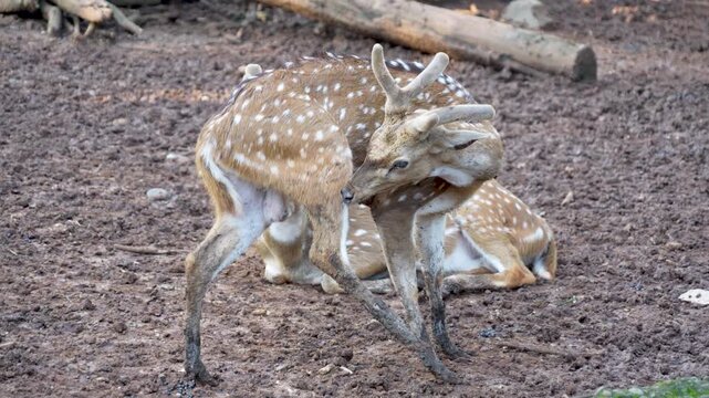 A spotted deer with developing antlers stands on muddy ground, twisting its head to itch its back. The fur is covered in white spots.