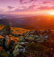 Fotobehang Bruin stunning  blooming red pink rhododendrons flowers, spectacular morning dawn scene in mountains...exclusive - this image is sell only on Adobe stock   © Rushvol
