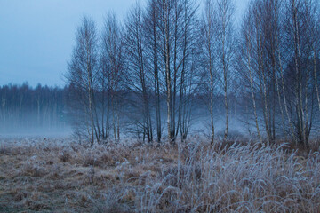 Wysokie trawy zmrożone porannym białym szronem na wielkiej łące przed świtem,  © kubikactive