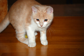 Eine junge Katze beim Spielen. © Theresia Karanitsch