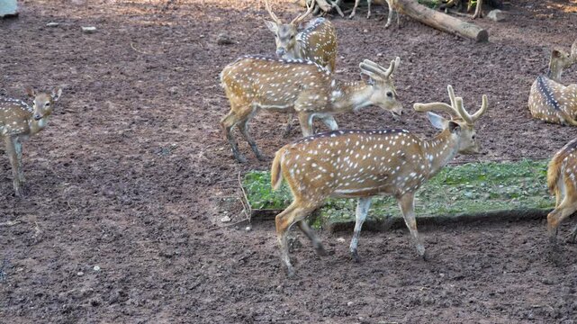 A herd of beautiful white-spotted deer stood and walked on the muddy ground, surrounded by dry branches and leaves.