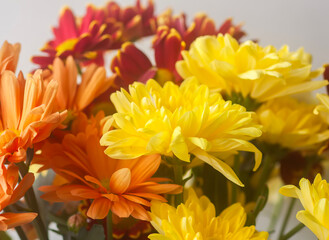 Fototapeta premium Chrysanthemum morifolium flowers with rich colors in a floral arrangement. Great for cheerful visuals, marketing materials, and decorative purposes.