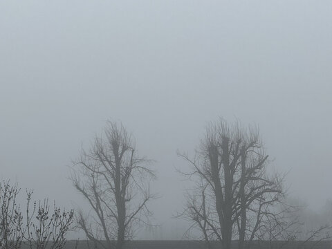 Trees in  Fog against Rooftop