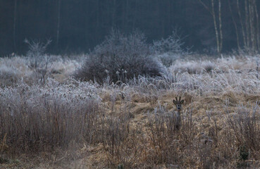 Sarna pośród wysokich traw na zmrożonej łące © kubikactive