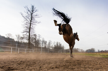 Wesoła konie podczas zabawy na porannym pastwisku © kubikactive