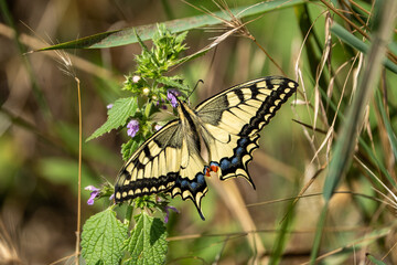 butterfly on a flower © pityke70