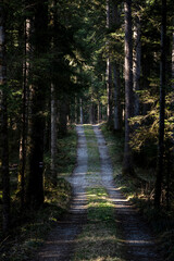 Fototapeta premium A very dense and dark coniferous forest is divided by a single, dappled-sunlit dirt or gravel track, inviting you into the sun-drenched clearing further down the winding path.