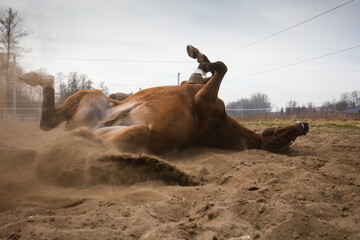 Wesoła konie podczas zabawy na porannym pastwisku © kubikactive