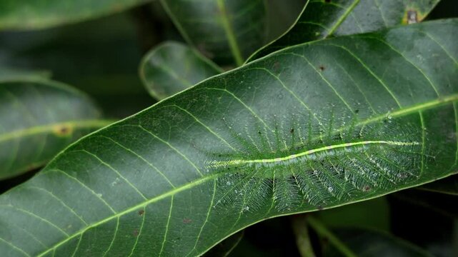 Close up  video of a common baron butterfly caterpillar (Euthalia aconthea) camouflaged on its host plant mango leaf in natural forest habitat during the monsoon season in Himachal Pradesh India.