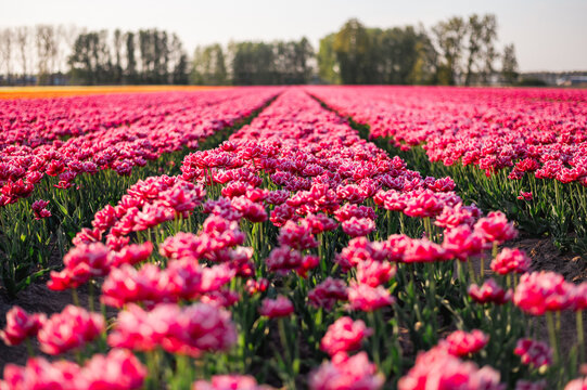 CAMPO DE TULIPANES