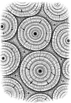 Vintage Anatomical Illustration of Bone Cross Section Osteon Engraving Style