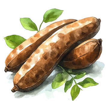 watercolor of Tamarind, vector clipart, isolated on a white background.