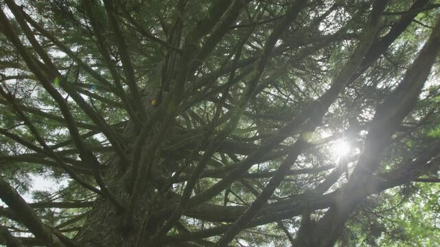 Tree with branches on the lush forest