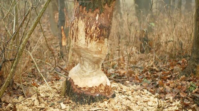 Beavers eurasian castor fiber gnawed bite chewing marks on Oak Quercus trunk barrel hardwood large tree bark willow poplar to feed eat as food building dams and lodges, pile of wood chips abound the