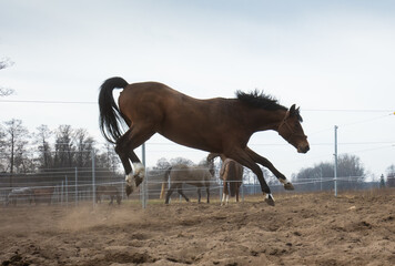Wesoła konie podczas zabawy na porannym pastwisku © kubikactive