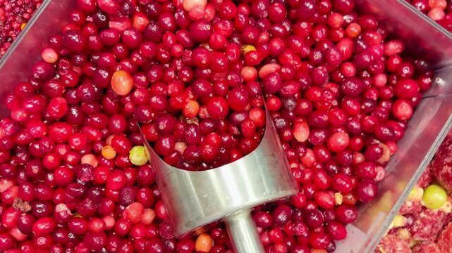 buying fruits and berries ( cranberries, currants)at the market