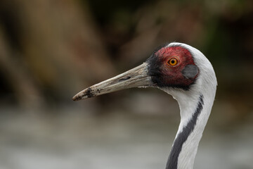 Obraz premium A close‑up of a white‑naped crane focusing on the head and eye.
