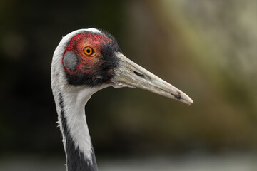 Obraz premium A close‑up of a white‑naped crane focusing on the head and eye.