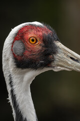 Obraz premium A close‑up of a white‑naped crane focusing on the head and eye.