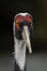 Obraz premium A close‑up of a white‑naped crane focusing on the head and eye.