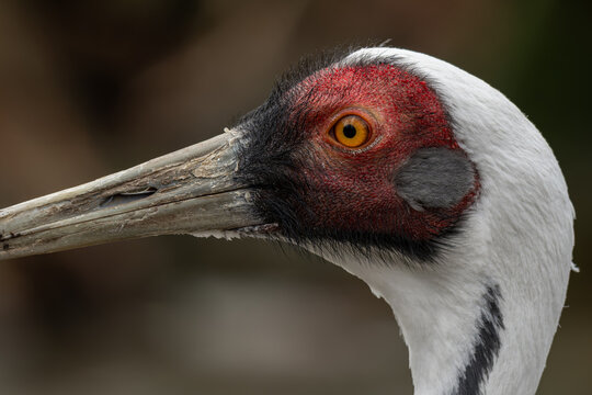 A close‑up of a white‑naped crane focusing on the head and eye.