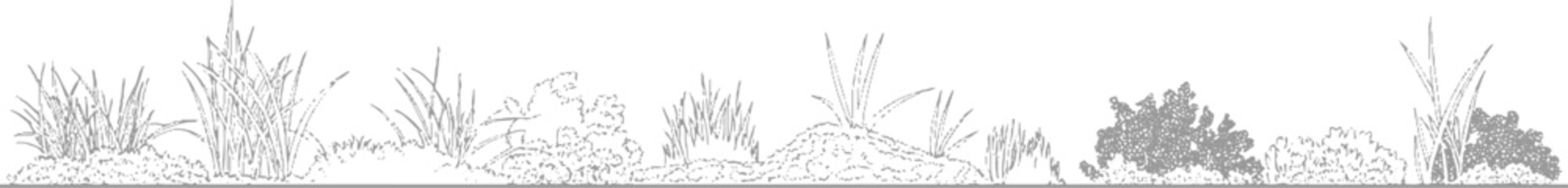 Detailed line of diverse vegetation including grasses and bushes on a white background plant nature © ESIPOOS