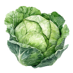 Fototapeta premium watercolor of Cabbage illustration, isolated on a white background.