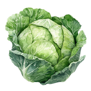 watercolor of Cabbage illustration, isolated on a white background.