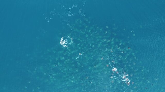 Aerial top-down view of a massive fever of Mobula rays swimming and breaching in clear sea