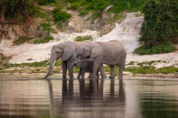 Fototapeta premium African bush elephants drinking from the Chobe River