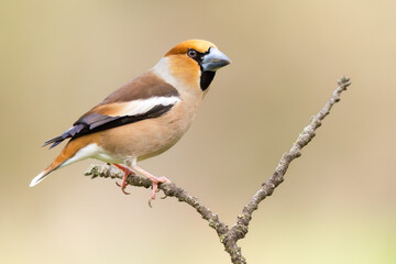 Hawfinch / Kernbeißer (Coccothraustes coccothraustes) © Hannes Bonzheim