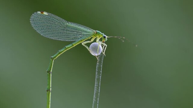 Delicate Insect Holding Slender Plant Stem. Closeup Of Fragile Insect With Translucent Wings And Antennae. Morning Scene With Lacewing Insect Gripping Grass Amidst Dewdrops In Natural Setting