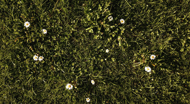 Top View Of Wildflower Meadow Field