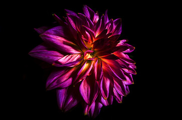 Obraz premium Pink flower on black background